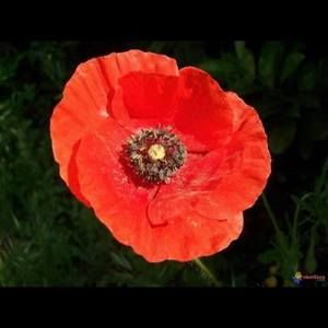 Meet your Posher, Mc